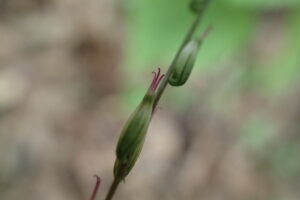 ヌスビトハギの先端に鉤のついた果実