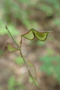 ヤブハギのサングラスのような形の果実