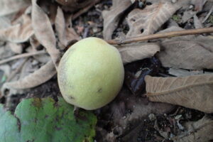 オニグルミの果実