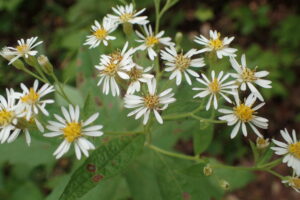 ゴマナの白い花
