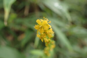 キンミズヒキの黄色い花