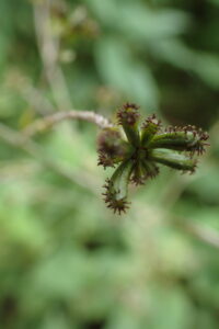 ノブキの緑色の果実