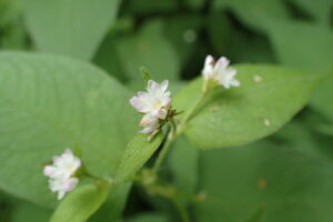 ミゾソバの薄桃色の花
