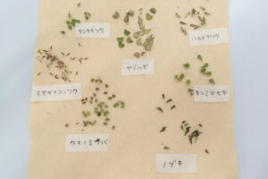 布にひっつきむしを付けてみた