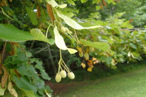 オオバボダイジュの果実