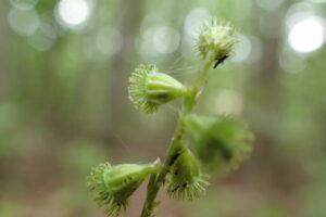 キンミズヒキのひっつきむし