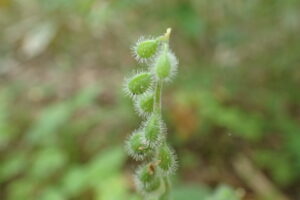 ウシタキソウの緑色のひっつきむし