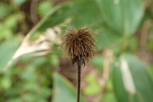 オオダイコンソウの褐色のひっつきむし