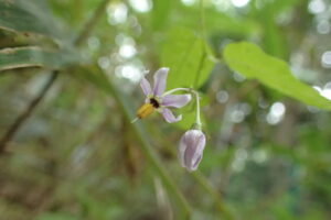 ヤマホロシの薄紫色の花