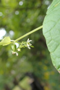 小さい白いミヤマニガウリ