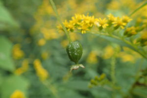 ミヤマニガウリの三角錐の果実