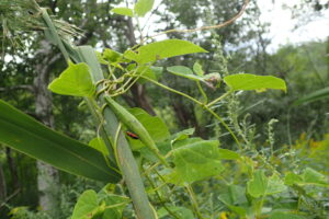 イケマの細長い果実