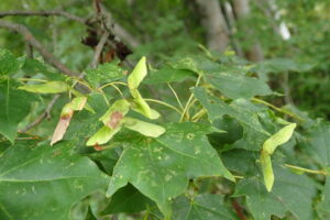 イタヤカエデの緑色の果実