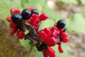 ヤマシャクヤクの鮮やかな赤と黒の種子