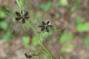 ヤマニガナの6角形に配置された果実