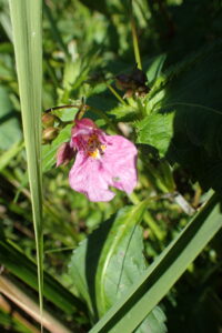 ツリフネソウのピンク色の花
