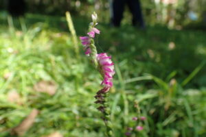 ネジバナのピンク色の花