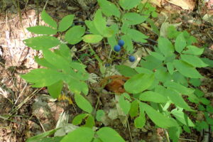 ルイヨウボタン紺色のの果実