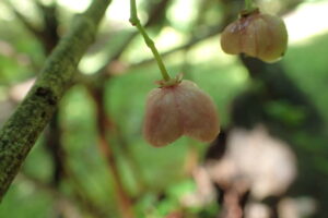 マユミの薄桃色に色ずき始めた果実