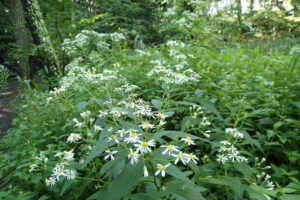 ゴマナの白い花