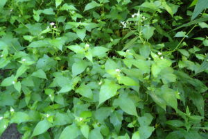 ミゾソバの薄桃色の花