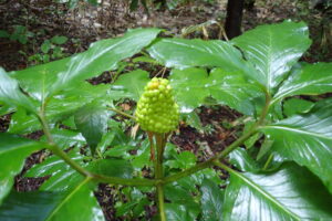 マムシグサの青い果実