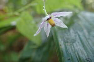 ヤマホロシの薄紫色の花