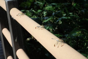 ノシメトンボが3頭とまっている