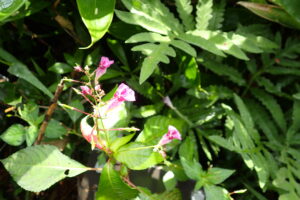 ツリフネソウの濃い桃色の花