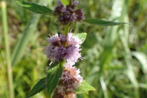 薄紫色のハッカの花