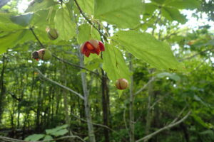 ツリバナの赤く色ずき始めた果実