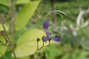 カリガネソウの紫色の花