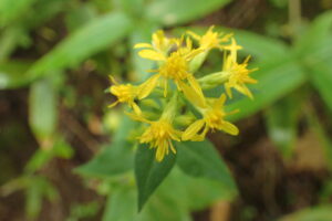 アキノキリンソウの黄色い花