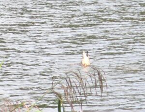 餌を採っているマガモ