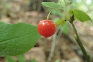 アクシバの赤い果実
