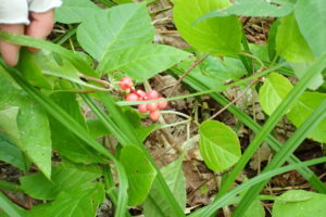 チョウセンゴミシの赤くなり始めた果実