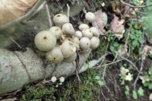 丸い形のホコリタケ