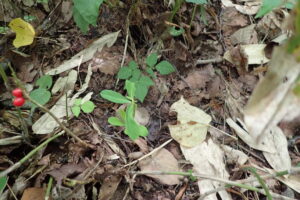 ナニワズの赤い果実と緑色の葉