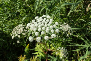 オオバセンキュウの白い花