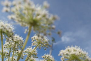 オオバセンキュウの白い花