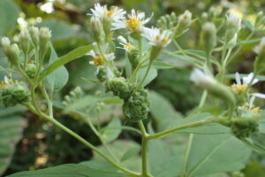 ゴマナの花には虫こぶがついています。