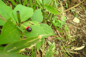 ツクバネソウの黒い果実