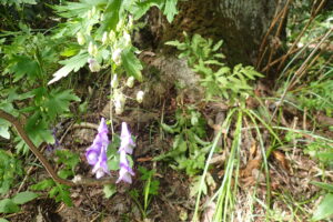 トリカブトの紫色の花