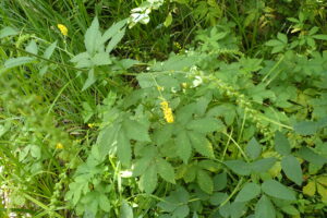 キンミズヒキの黄色い花