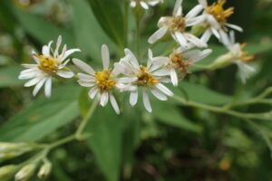 ゴマナの白い花