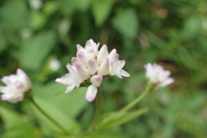 ミゾソバの薄桃色の花