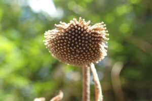 コヤブタバコの果実