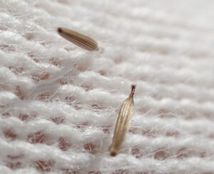 コヤブタバコの細長い形の果実