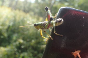 ミカドフキバッタ