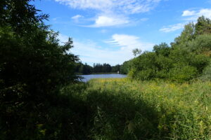 湿原から望む池